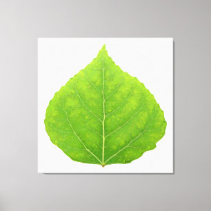 Green Aspen Leaf #11 Canvas Print
