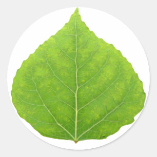 Green Aspen Leaf #11 Classic Round Sticker