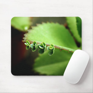 Green Baby Succulents Plant Nature Photo Mousepad