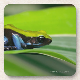 Green-backed mantella coaster