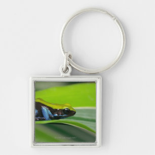 Green-backed mantella keychain