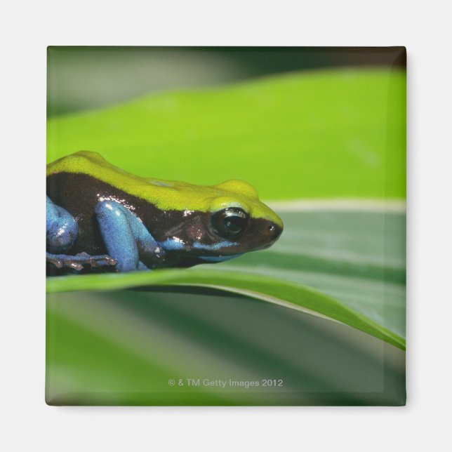 Green-backed mantella magnet (Front)