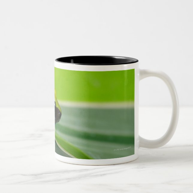 Green-backed mantella Two-Tone coffee mug (Right)