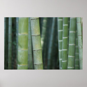 Green bamboo shoots poster