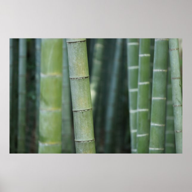 Green bamboo shoots poster (Front)