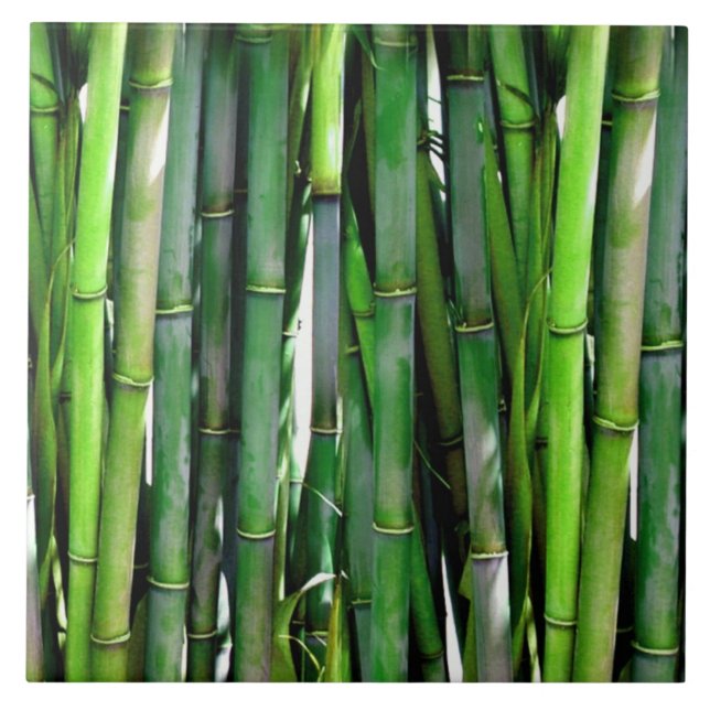 Green Bamboo Stalks Nature Photography Tile (Front)