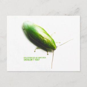 Green Banana Cockroach - Panchlora nivea Postcard