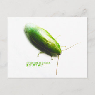 Green Banana Cockroach - Panchlora nivea Postcard