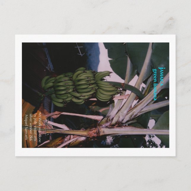 Green Banana Jamaica Postcard (Front)