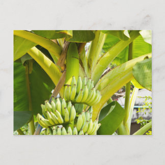 Green Banana Tree Postcard
