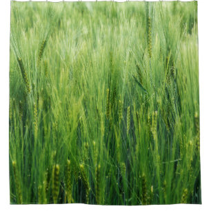Green barley field, spring closeup.