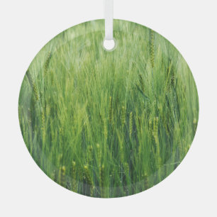 Green barley field, spring closeup. glass ornament