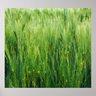Green barley field, spring closeup. poster