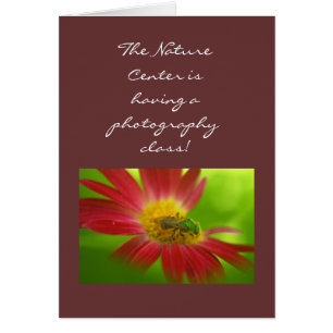 Green Bee & Painted Daisy Cards