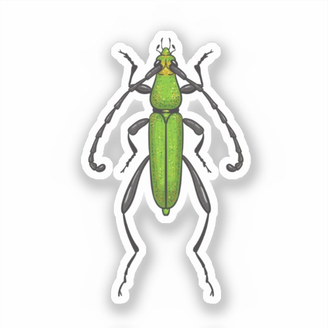 Green beetle (Front)