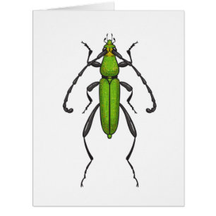 Green beetle