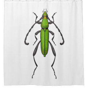 Green beetle