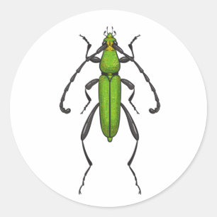 Green beetle classic round sticker