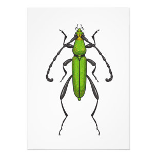 Green beetle photo print