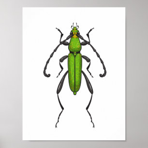 Green beetle poster