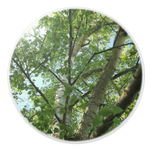 green birch on tree against blue sky ceramic knob