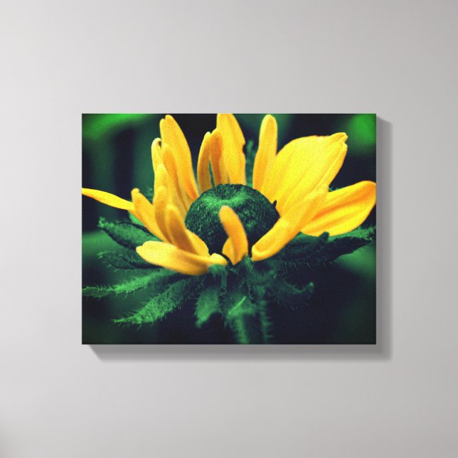 Green Black Eyed Susan Flower Canvas Print (Front)
