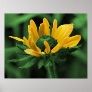 Green Black Eyed Susan Flower Poster
