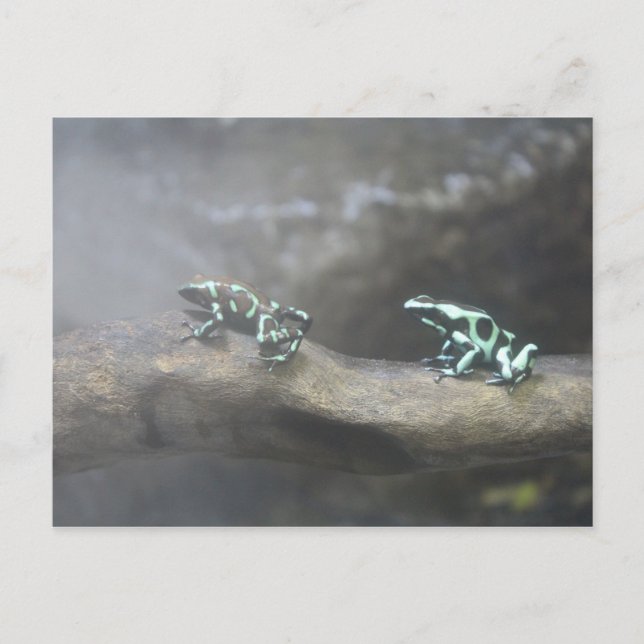 Green & Black Poison Dart Frog # 6 Postcard (Front)