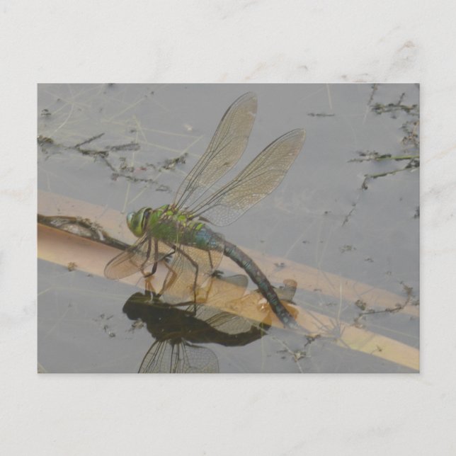 Green-Blue Dragonfly DIY Postcard (Front)
