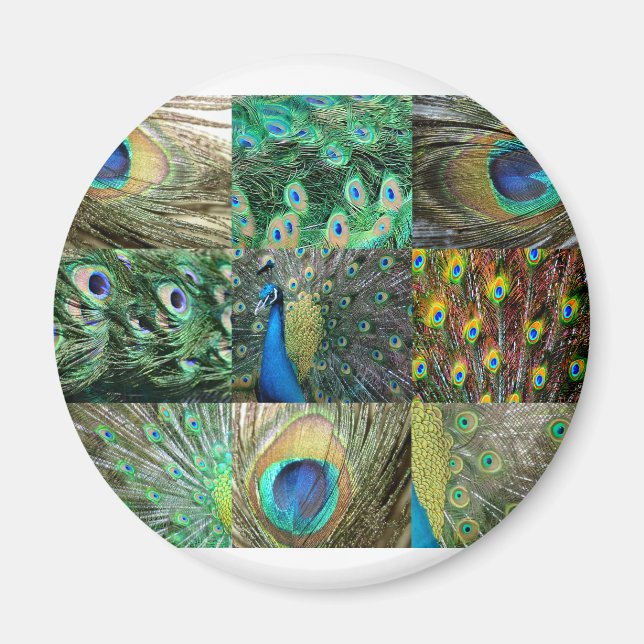Green Blue Peacock photo collage Magnet (Front)