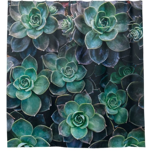 Green Blue Succulent Plants (Front)