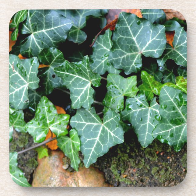 Green botanical Ivy and field stone Coaster (Front)