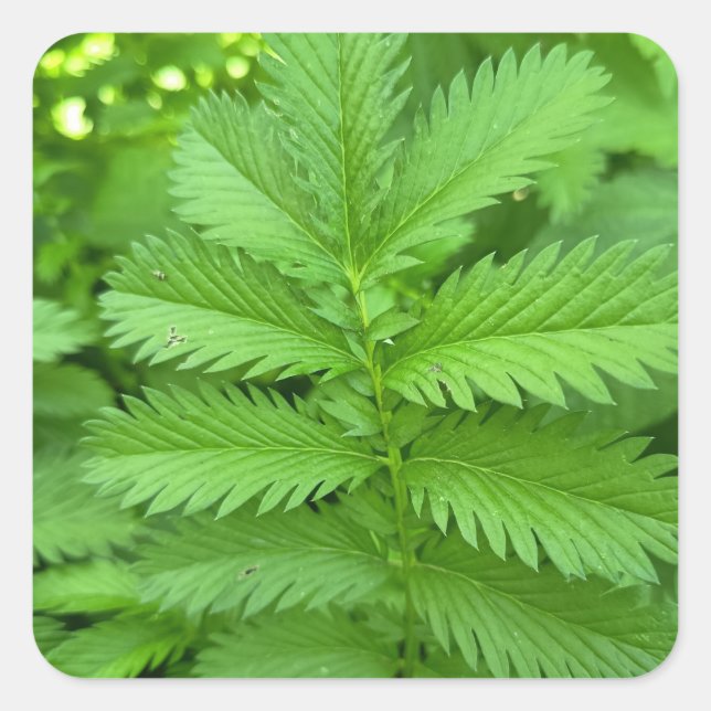Green Botanical Leaves Square Sticker (Front)