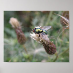 Green Bottle Fly Macro Poster