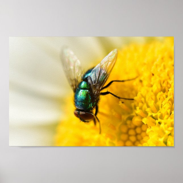 Green Bottle Fly Poster (Front)