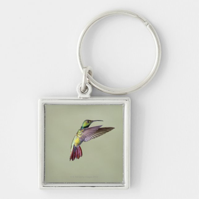 Green-breasted Mango Hummingbird Anthracocorax 2 Keychain (Front)