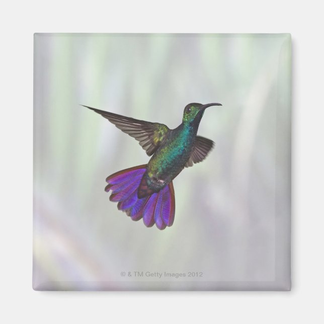 Green-breasted Mango Hummingbird Anthracocorax Magnet (Front)