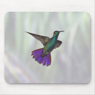 Green-breasted Mango Hummingbird Anthracocorax Mouse Pad