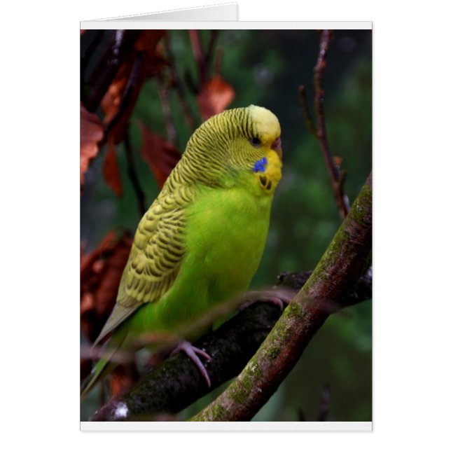 Green Budgie (Devant)
