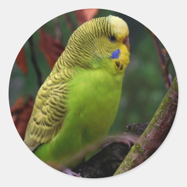 Green Budgie Classic Round Sticker (Front)