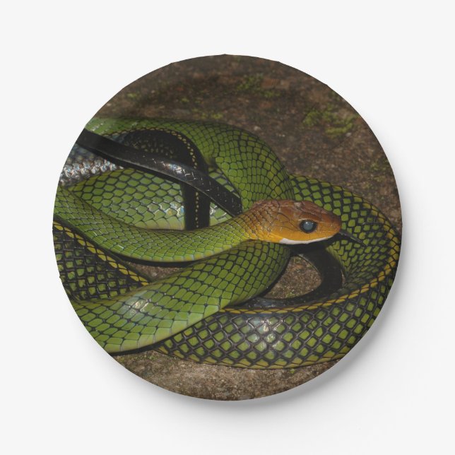 Green Bush Rat Snake Paper Plate (Front)