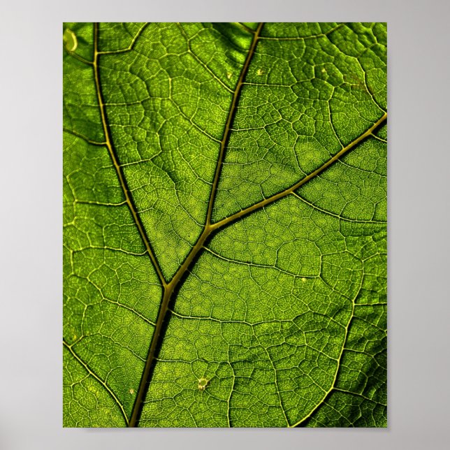 Green Butterbur Leaf Poster (Front)