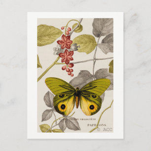 Green butterfly partially colorized and flowering postcard