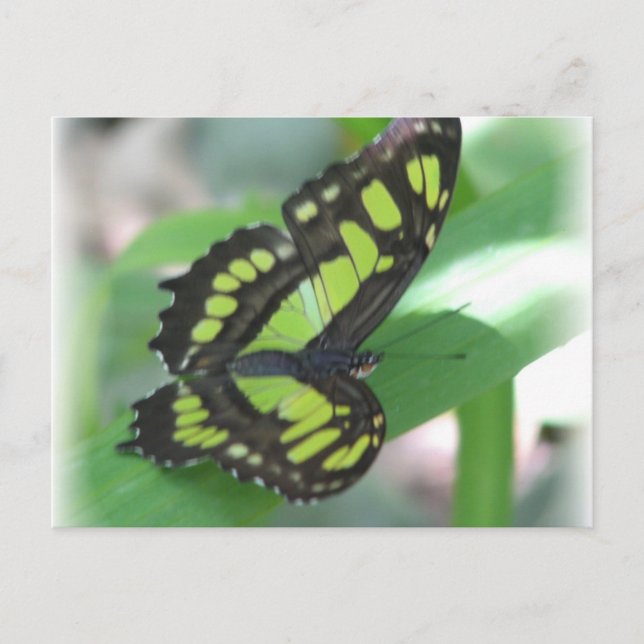 Green Butterfly Postcard (Front)