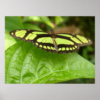 green butterfly poster