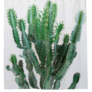 Green cactus on white background.