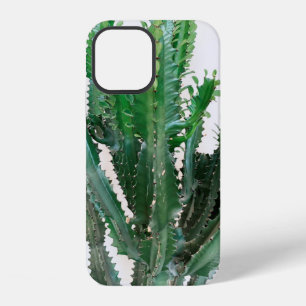 Green cactus on white background. iPhone 12 case