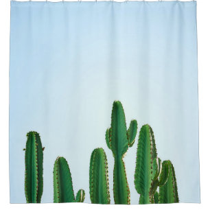 Green cactus plant in white background