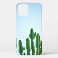 Green cactus plant in white background