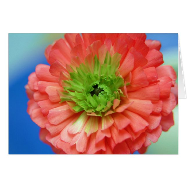 green centre ranunculus (Front Horizontal)